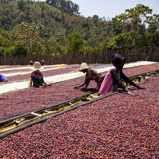 Ayla Ethiopa naturally processed coffee drying