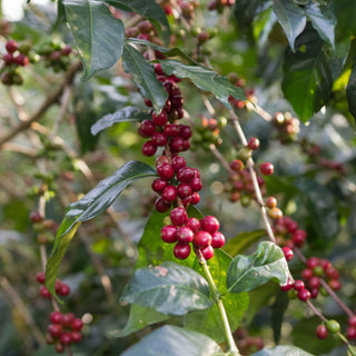 Ripe coffee cherries on tree