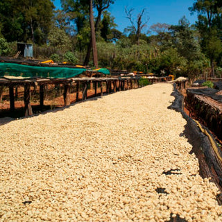 Coffee beans drying on beds