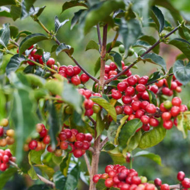 Ripe coffee cherries on a tree