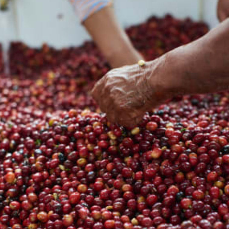 Hand sorting ripe coffee cherries