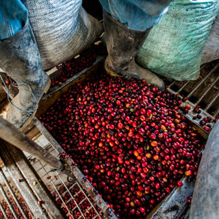 Processing coffee cherries