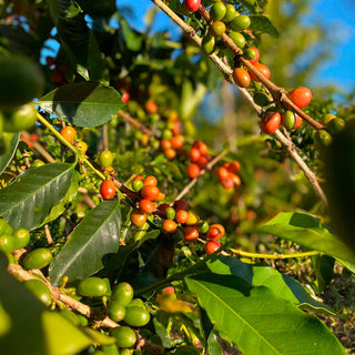 Ripening coffee cherries on tree