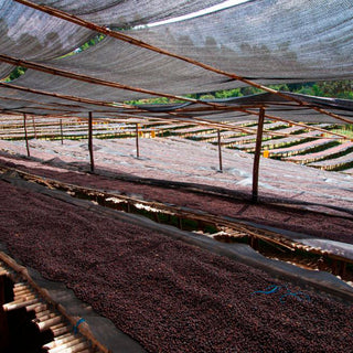 Naturally processes coffee drying on raised shade beds