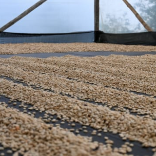Green Coffee drying on beds