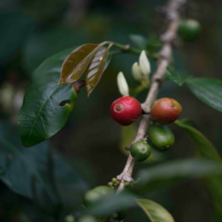Coffee cherries and flowers on a tree