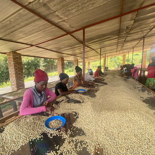 Hand sorting coffee beans
