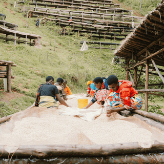 Burundi, Kinyovu Hill, Washed