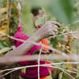 Burundi, Kinyovu Hill, Washed