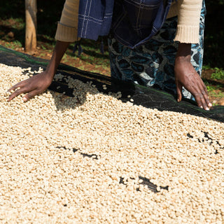 Ayla Ethiopian washed processed coffee drying